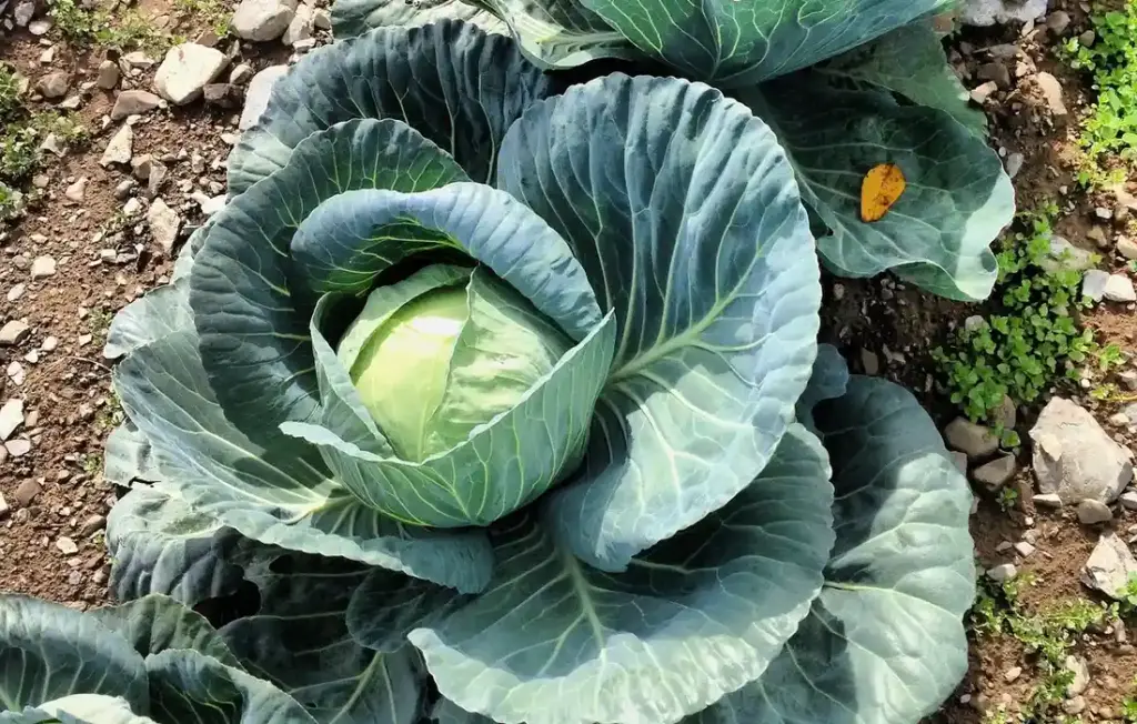 What Vegetables Can Rabbits Eat? The Ultimate Safe Veggie List