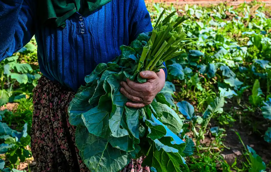 Person in a garden holding a large bundle of leafy greens