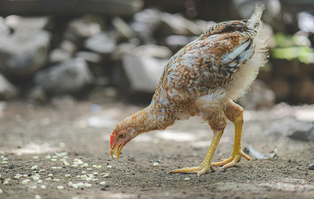 Young chicken pecking at scattered pellets on the ground, representing the transition to grower and layer feeds