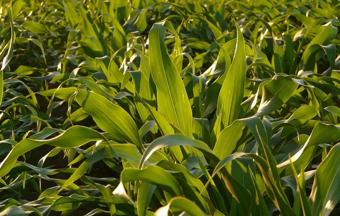 Close-up of dense green plant leaves bathed in sunlight