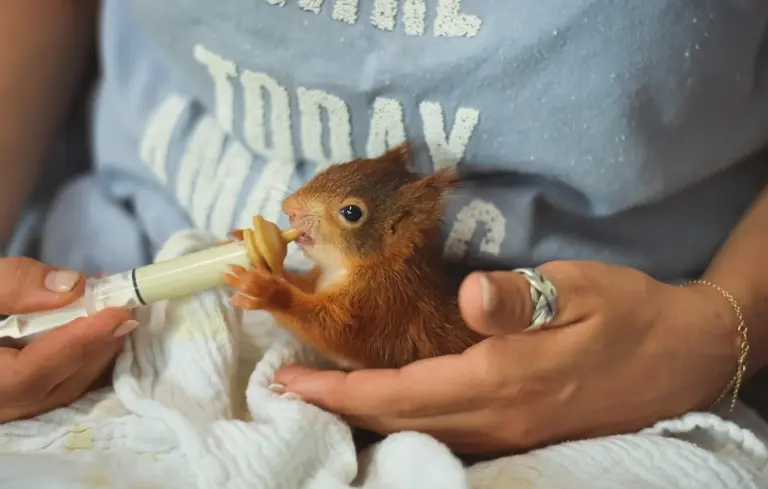 A small brown guinea pig being bottle-fed from a feeder held by a person wearing a light blue shirt, wrapped in a white blanket.