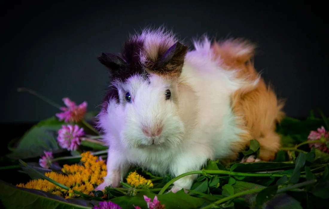 A fluffy guinea pig stands on a bed of green leaves and colorful flowers, gazing at the camera.
