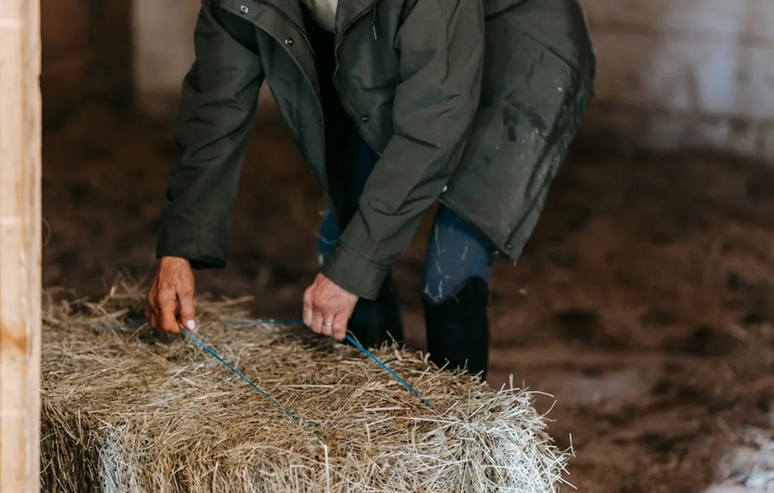 Person in a dark green jacket handling a bale of hay in a barn, tying or adjusting strings around the hay