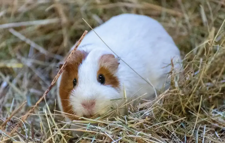White guinea pig with brown patches nestled in a bed of dry hay