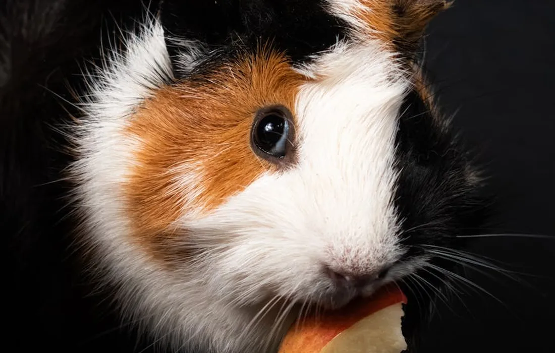 Close-up of a tri-color guinea pig (black, white, and tan) nibbling on a carrot against a dark background.
