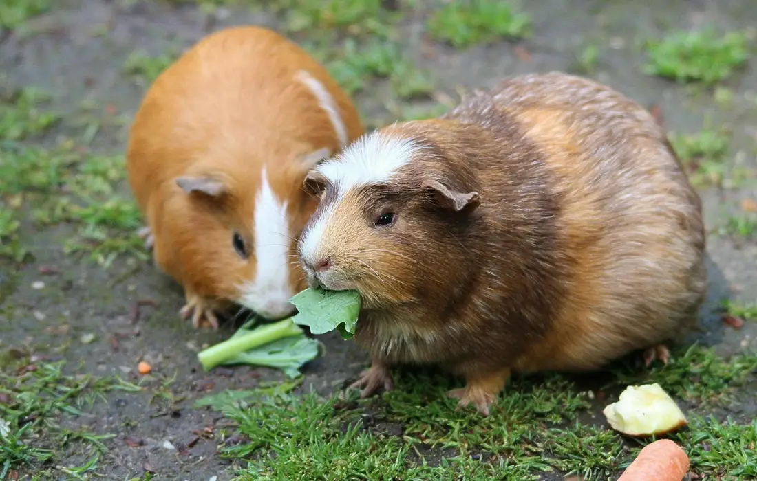 Two guinea pigs on a grassy surface munching on leafy greens, with a banana piece nearby.