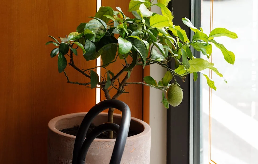 Indoor potted citrus plant with vibrant green leaves on a sunlit windowsill.