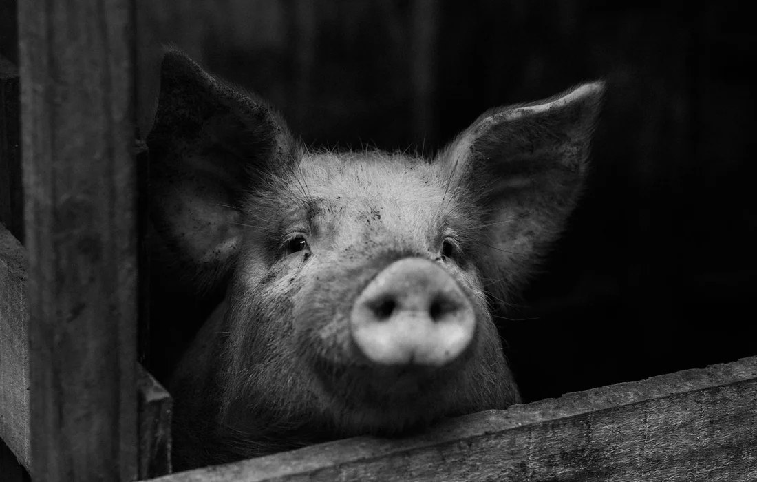 Close-up of a guinea pig peeking over a wooden enclosure in black and white.