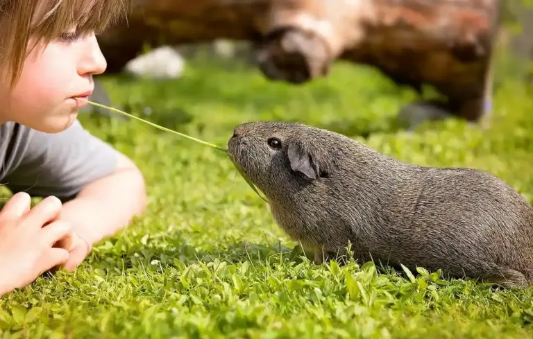 A child lying on the grass offering a blade of grass to a guinea pig as they interact outdoors.