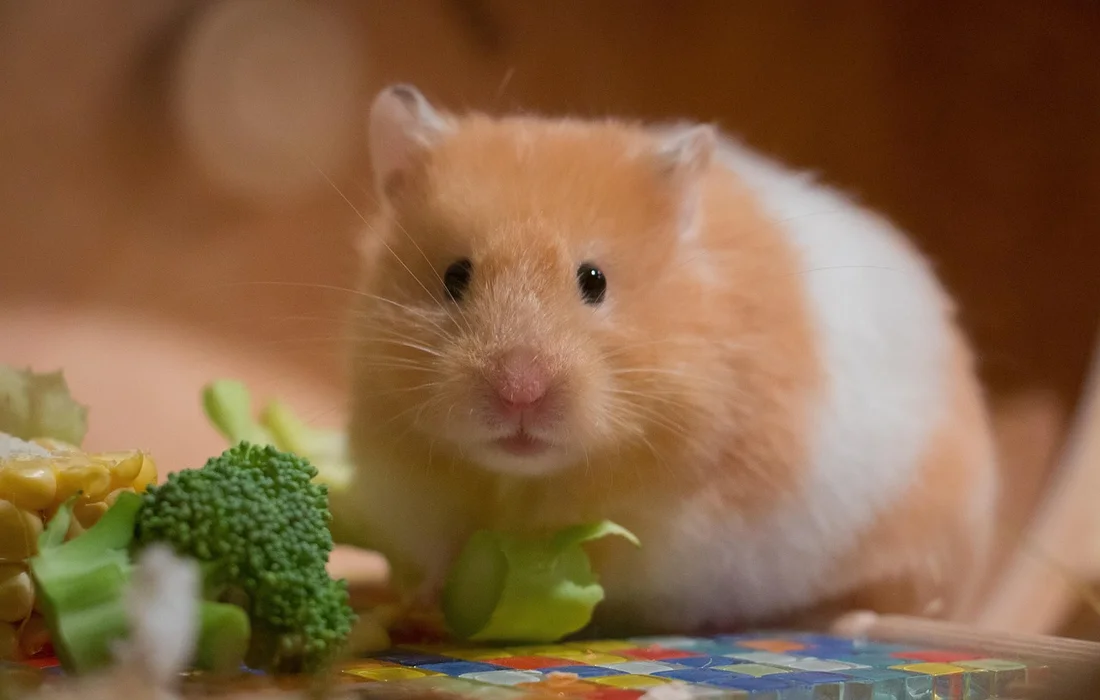 A small orange and white guinea pig sits among fresh broccoli and leafy greens on a colorful surface.