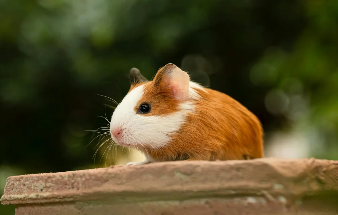 A brown and white guinea pig perched on a brick ledge with a soft green outdoor background.