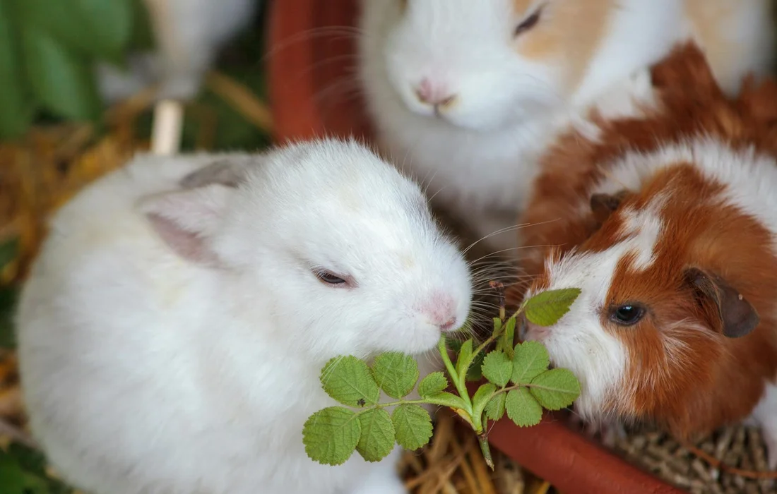 Two fluffy guinea pigs nibbling a sprig of green leaves in a cozy enclosure.