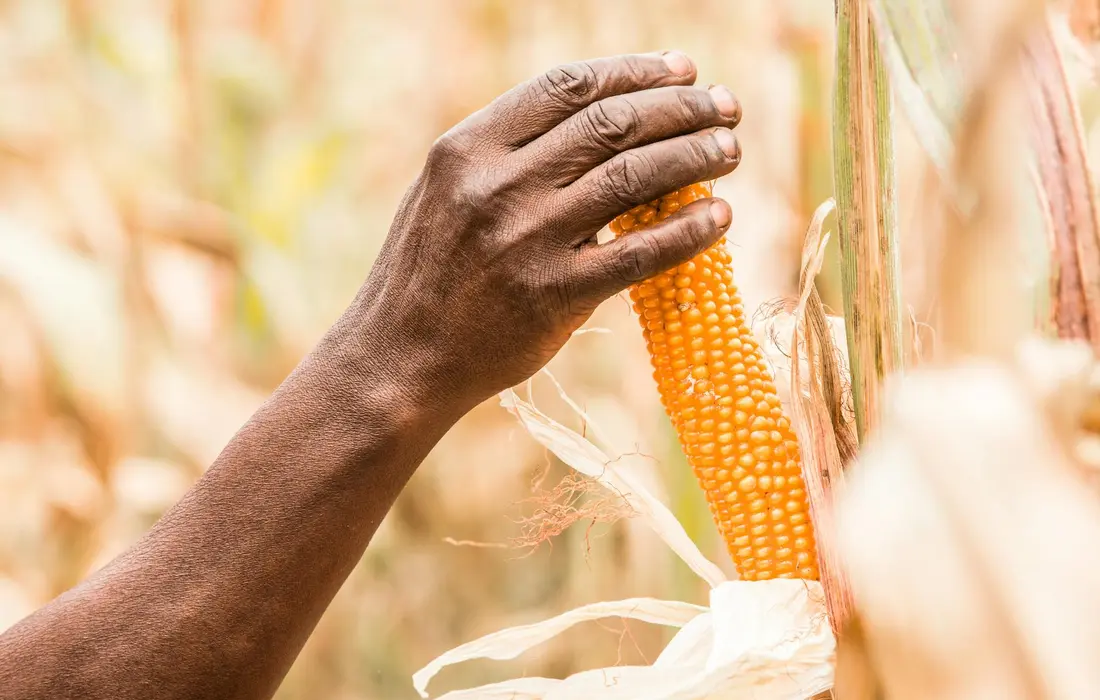 Close-up of a hand touching an ear of corn in a cornfield.