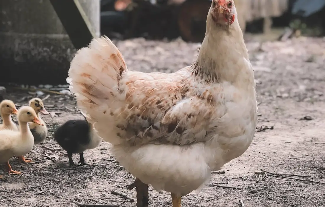 Adult white chicken with speckled wings standing on a dirt yard, with several yellow chicks nearby.