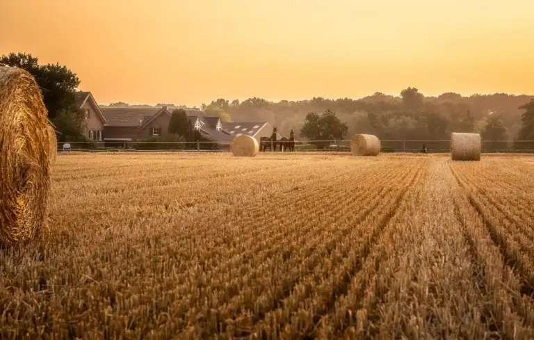 Golden sunset over a harvested hay field with round bales and distant farm buildings.