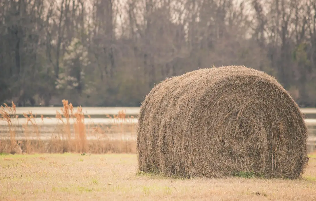 A large round hay bale sits in a grassy field with a fence and trees in the background.