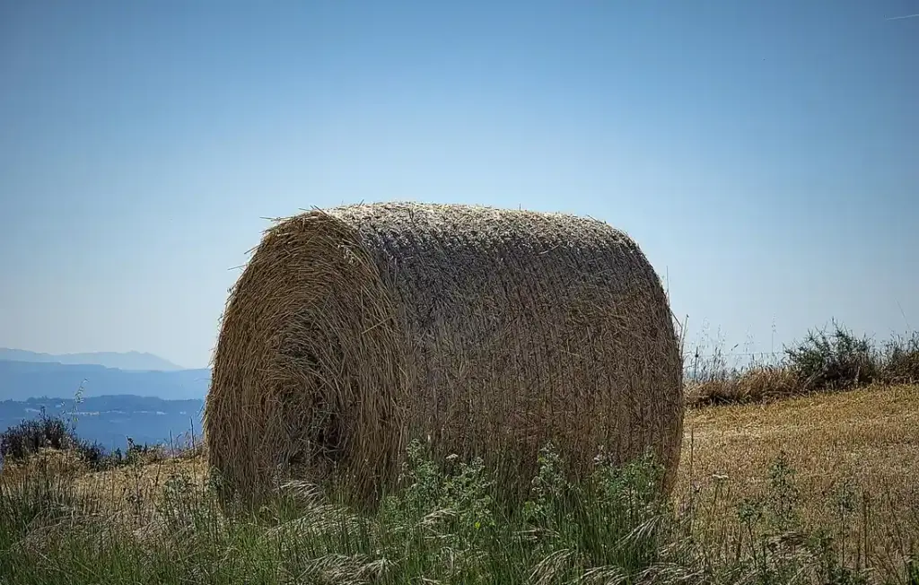 Cattle Forage Guide: Grasses, Hay, Supplements & Unusual Plants