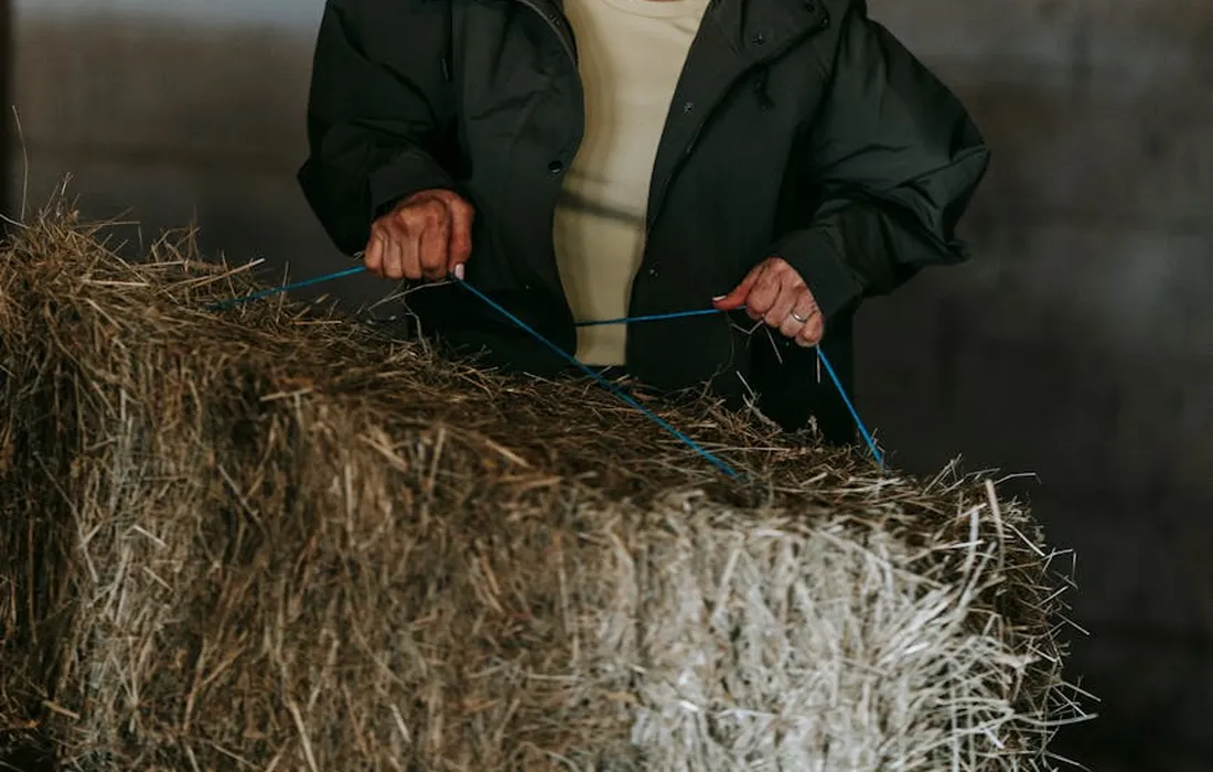 A person wearing a dark jacket handles a bale of hay in a barn.