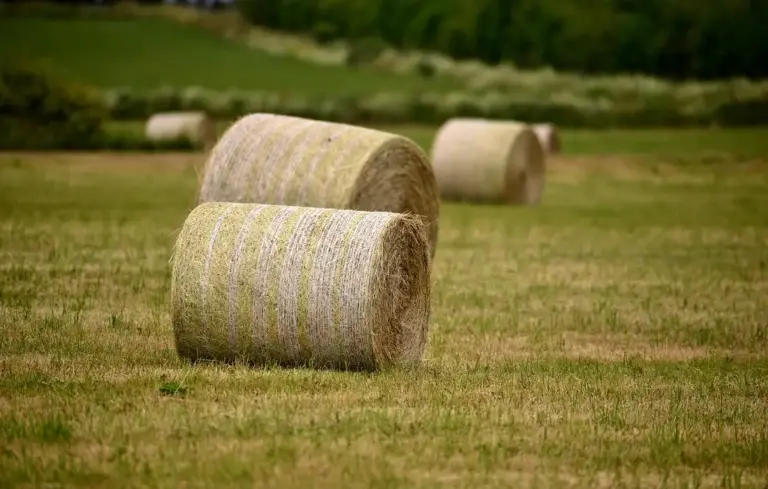 Two large round hay bales in a sunlit field with more bales in the background.