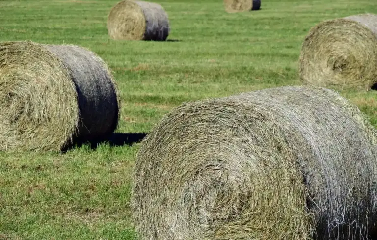 Round hay bales in a green field with clear sky