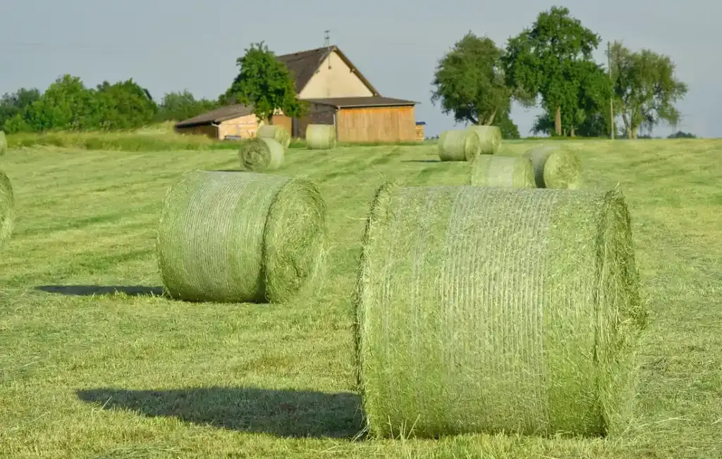 Hay for Sheep: Choosing the Right Feed for a Healthy Flock