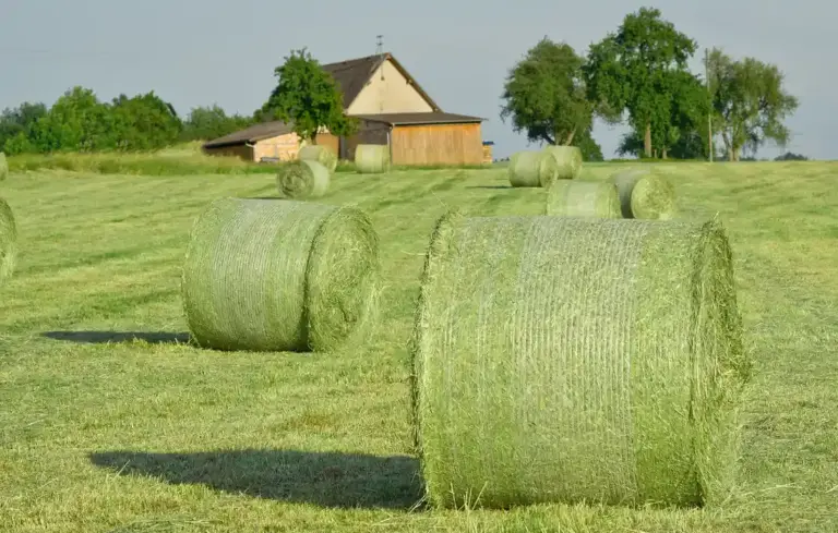 Round hay bales in a field with a farm building and trees in the background.