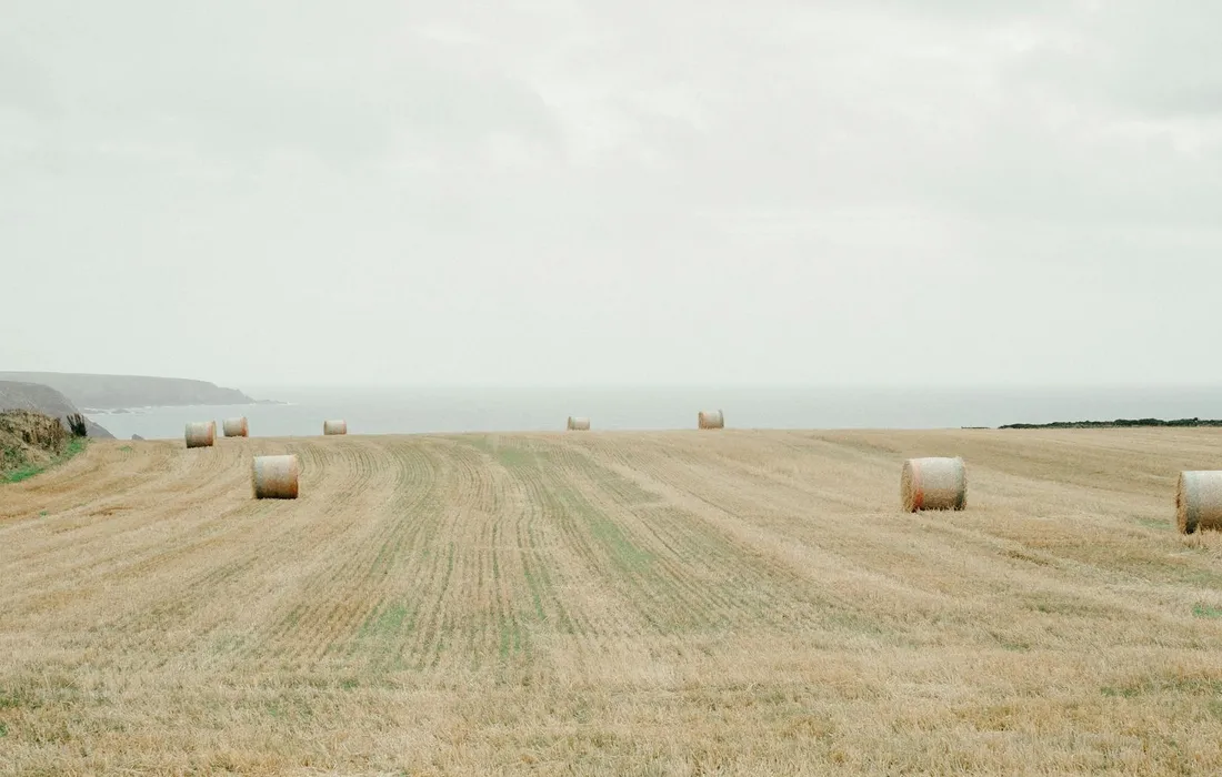 A wide rural field with round hay bales scattered across a harvested golden field under a pale cloudy sky.