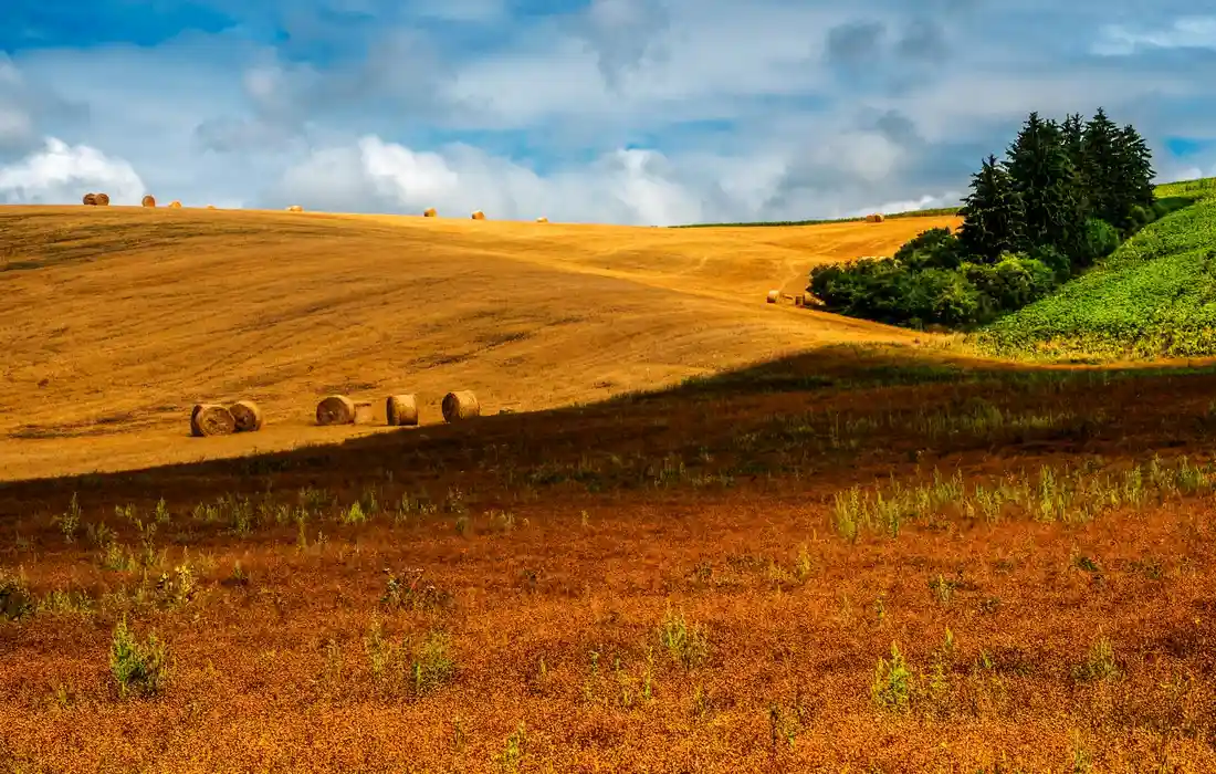 Golden hay field with round bales under a blue sky, illustrating cattle forage preparation.