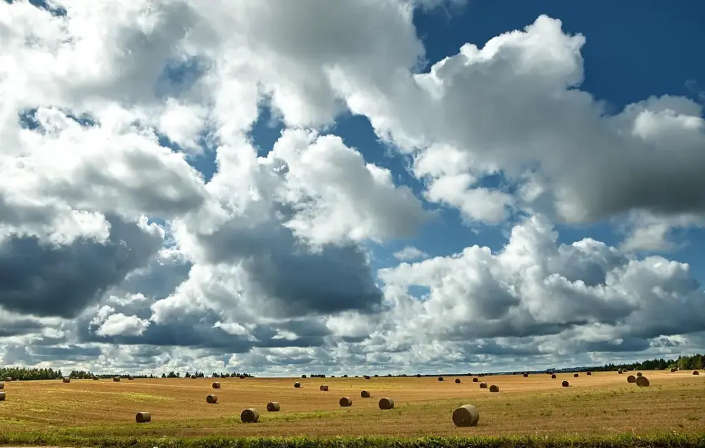 How Much Hay Does a Sheep Eat Per Day? Your Complete Feeding Guide