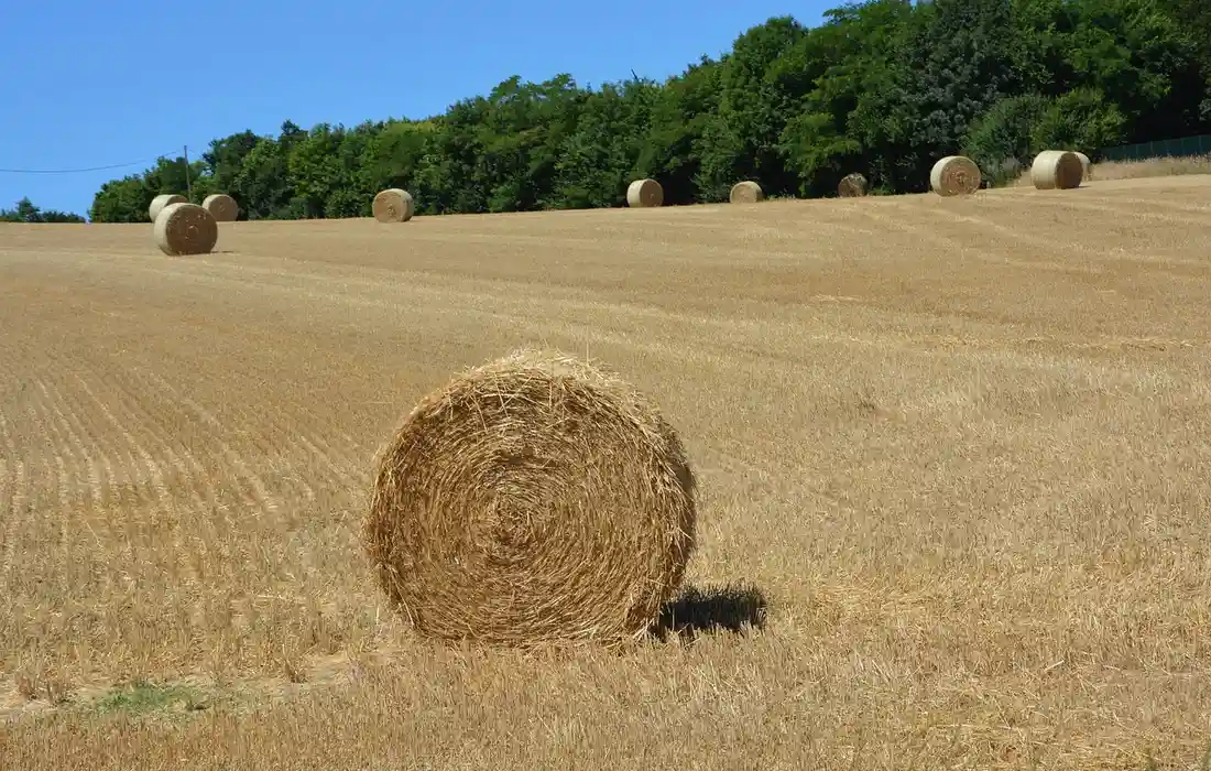 Sunlit field with round hay bales scattered across a golden stubble, with a line of trees in the background.