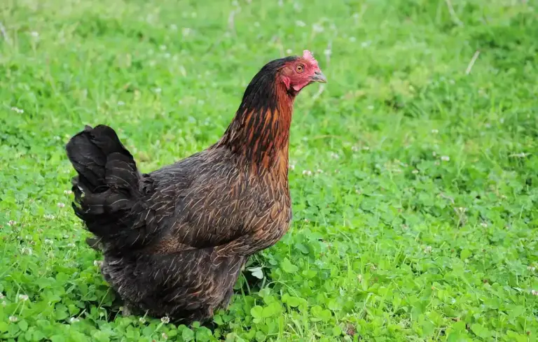 Brown hen standing in a lush green grassy field