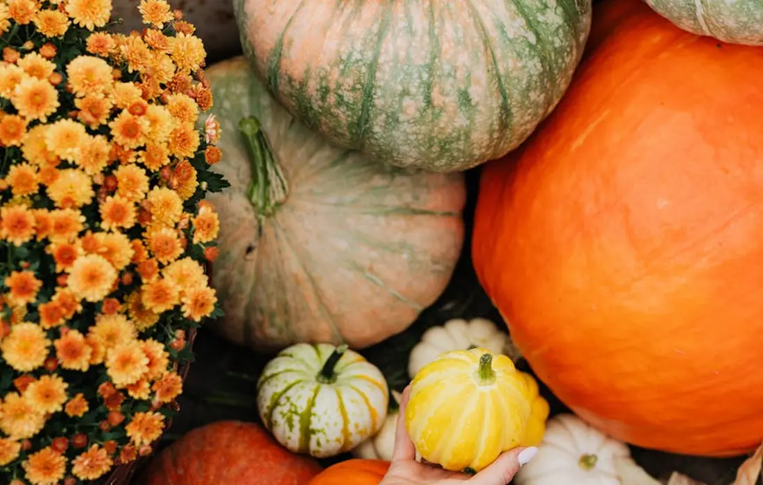 Assorted pumpkins and gourds with orange chrysanthemums