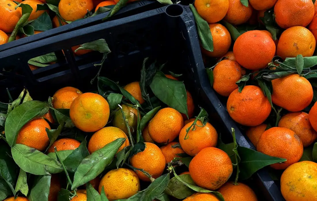 Fresh oranges with green leaves spilling from a black crate, ready to be fed to chickens.