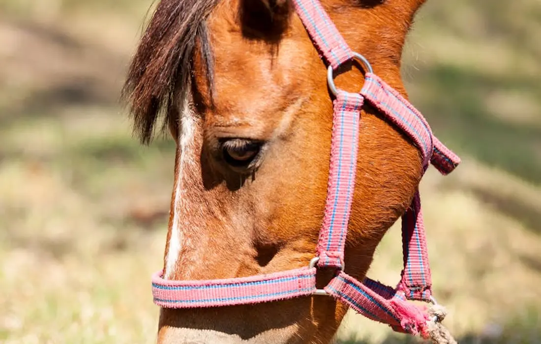 Close-up of a horse's head wearing a pink halter in a sunlit field