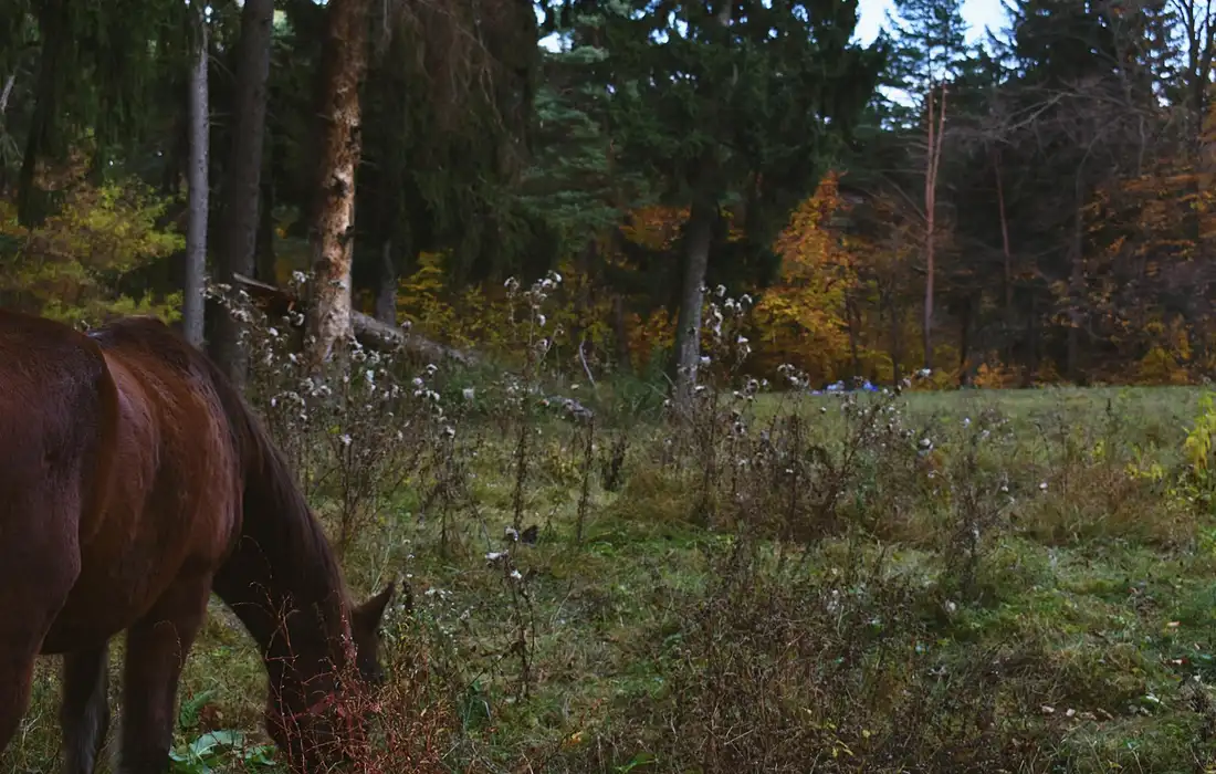 Horse grazing in a meadow with wildflowers and autumn trees in the background