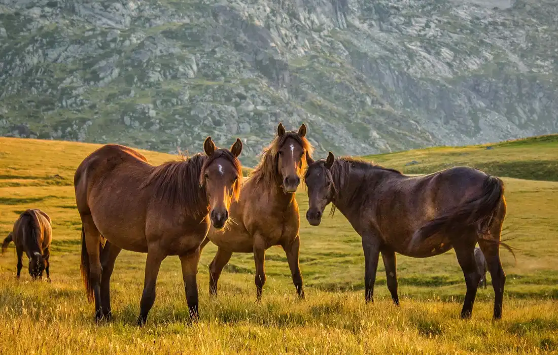 Three brown horses stand in a sunlit grassy meadow with a rocky hillside in the background.