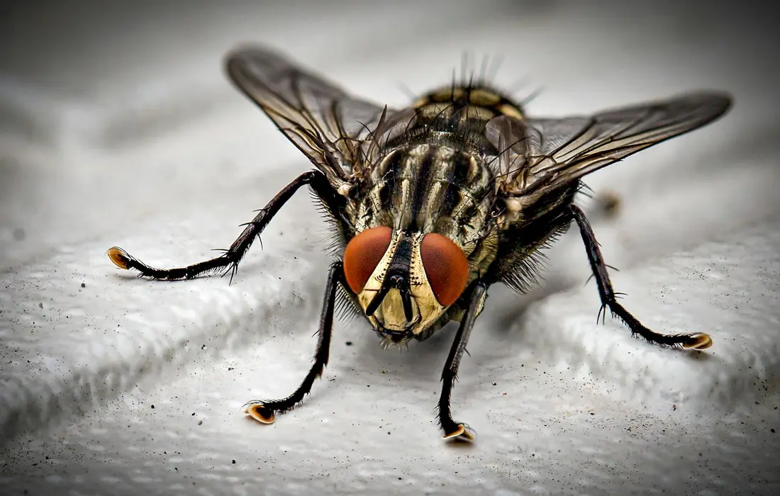 Close-up of a housefly facing the camera, showing red eyes and striped thorax.