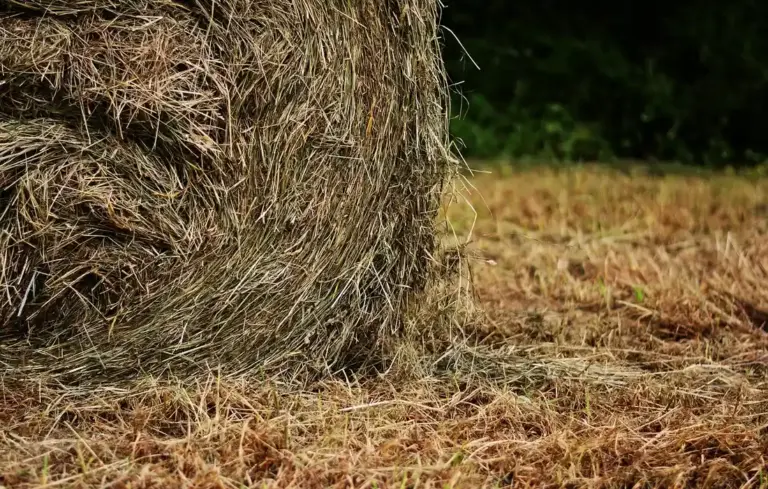 Close-up of a large round hay bale on a dry field with straw on the ground