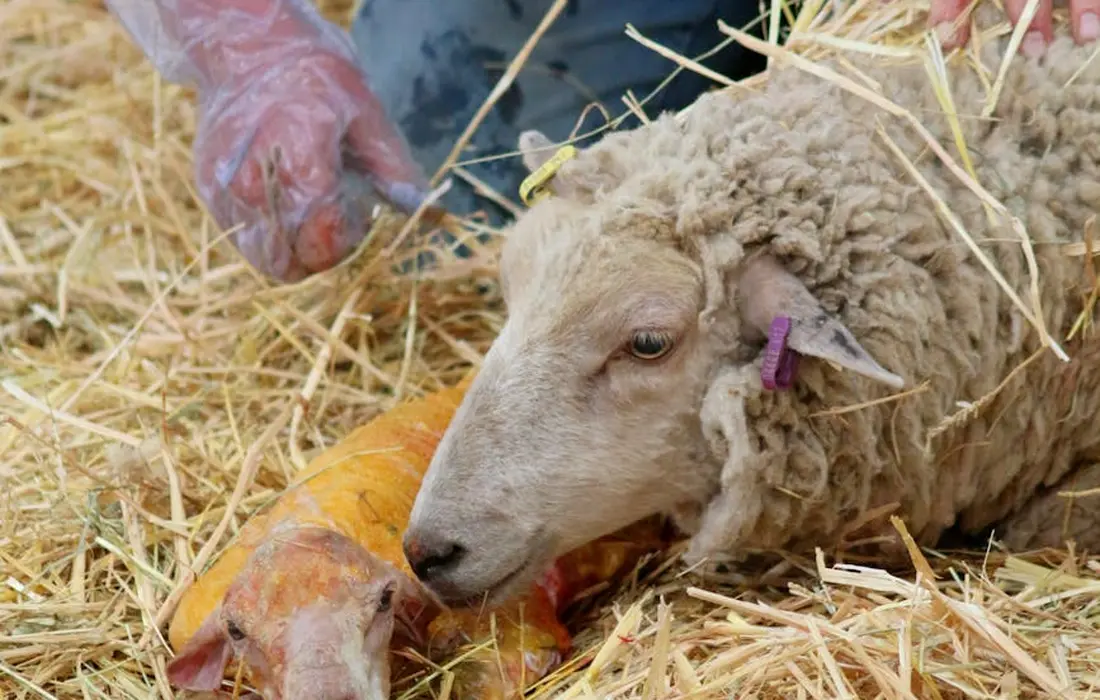A sheep lying on straw with hay around, wearing a purple ear tag, and a gloved hand visible in the background.