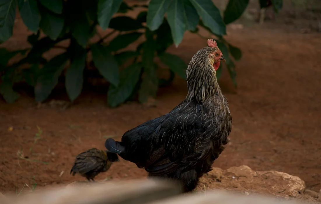 A chicken standing on dirt with green leafy plants in the background near the coop/run.