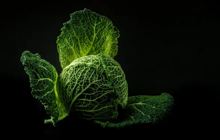 Close-up of a fresh head of kale with textured green leaves on a black background