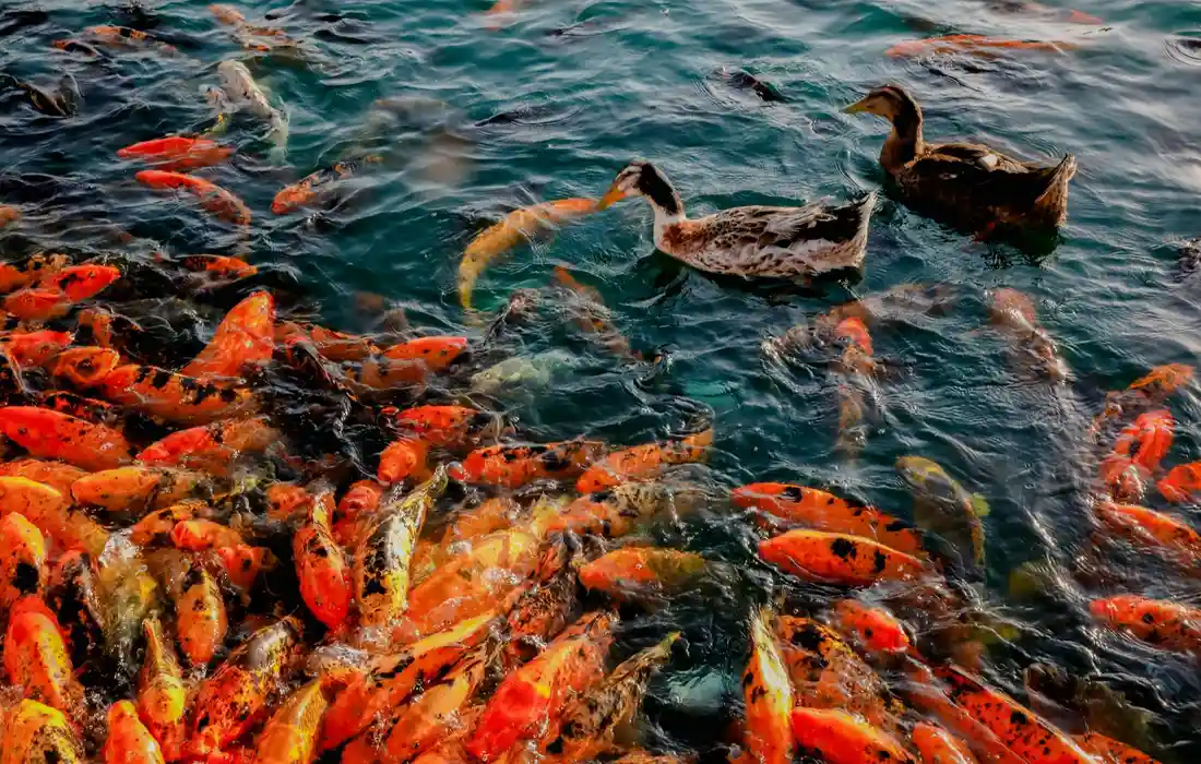 Colorful koi fish swimming in a pond with orange, red, and dark hues on a blue-green water surface.