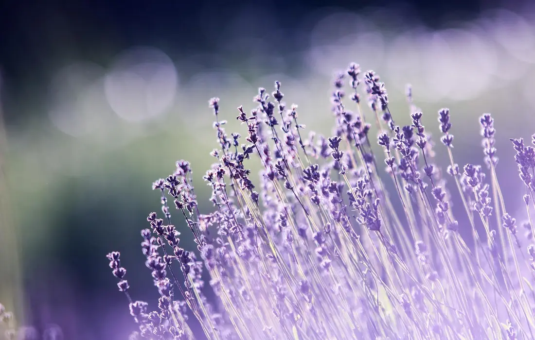 Close-up of purple lavender flowers in a sunlit field.