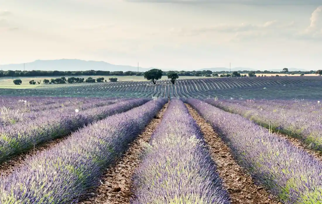 Rows of purple lavender plants in a cultivated field extending toward the horizon.