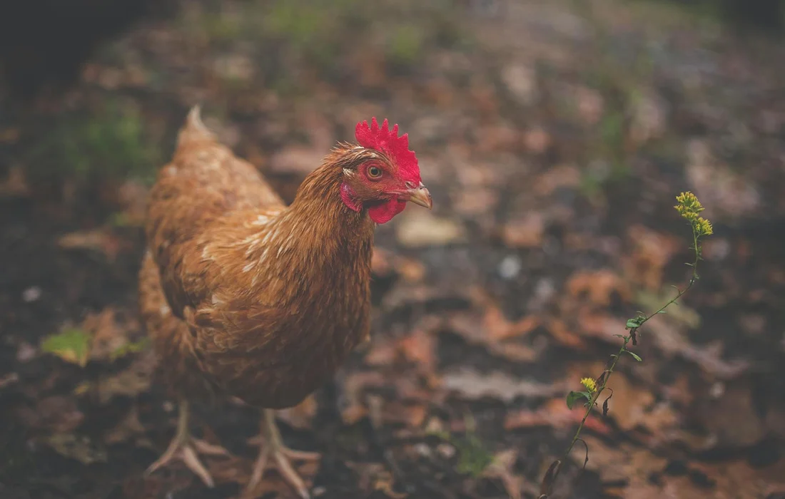 Brown hen standing on earthy ground with a small plant nearby in a farmyard