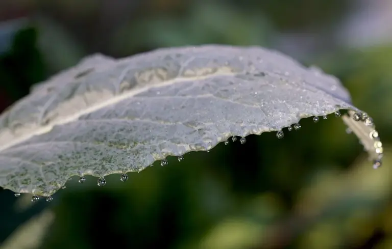 Close-up of a green leaf with dewdrops along its serrated edge, blurred background