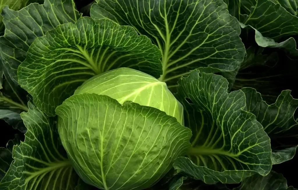 Leafy Greens for Rabbits: A Surefire Guide to Safe Feeding and Happy Bunnies