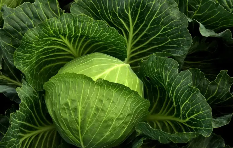 Close-up of a head of cabbage with dark green outer leaves and lighter inner leaves, among other leafy greens.