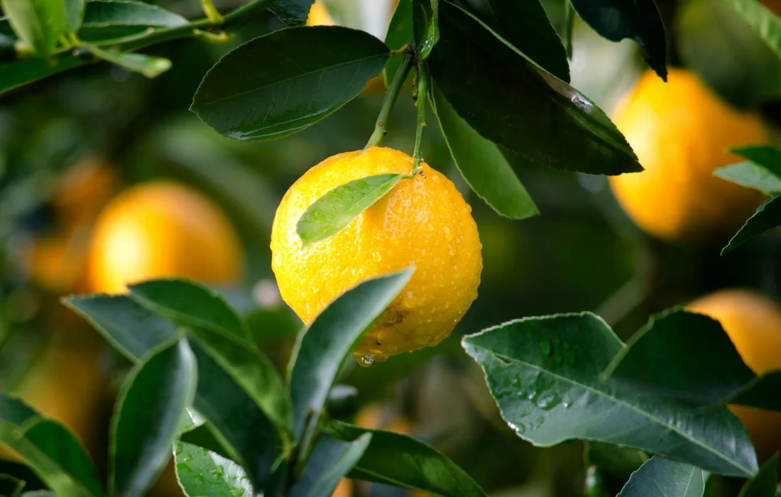 Close-up of ripe yellow lemons hanging on a lemon tree with green leaves