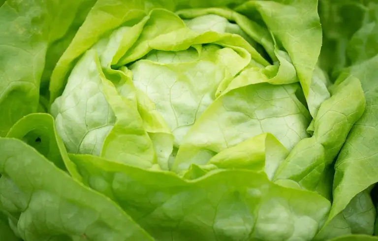 Close-up of fresh green lettuce leaves.